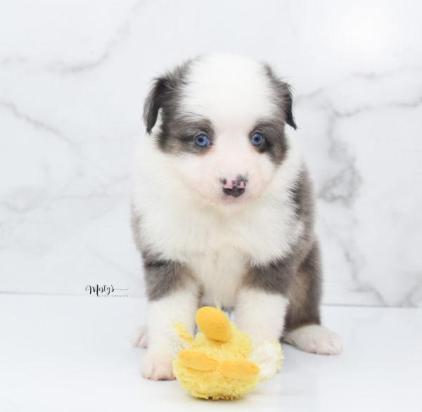 Mini / Toy Australian Shepherd Puppy Windsor