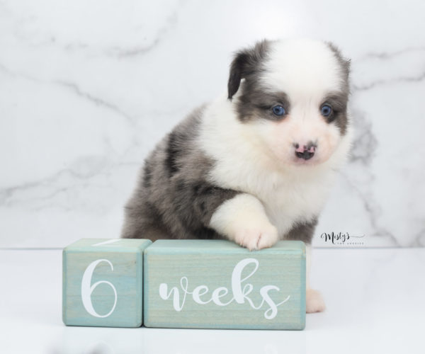 Mini / Toy Australian Shepherd Puppy Windsor