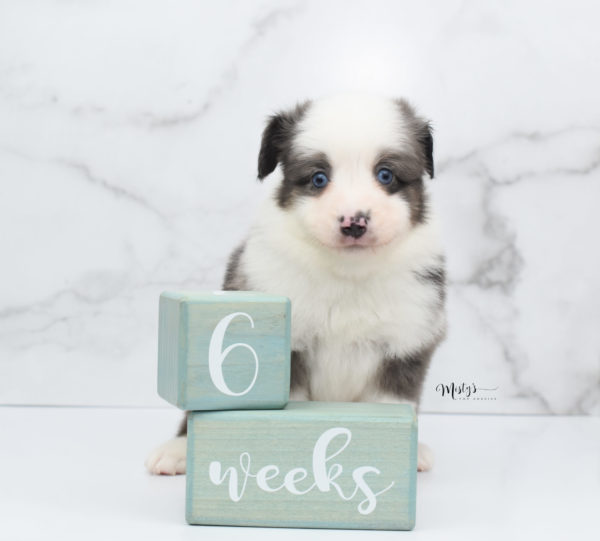 Mini / Toy Australian Shepherd Puppy Windsor