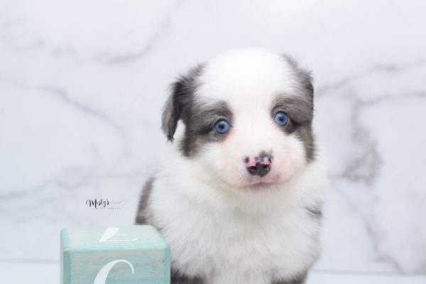 Mini / Toy Australian Shepherd Puppy Windsor