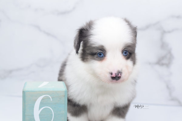 Mini / Toy Australian Shepherd Puppy Windsor