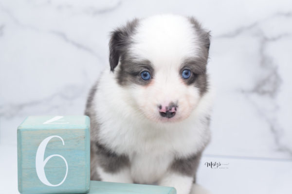 Mini / Toy Australian Shepherd Puppy Windsor