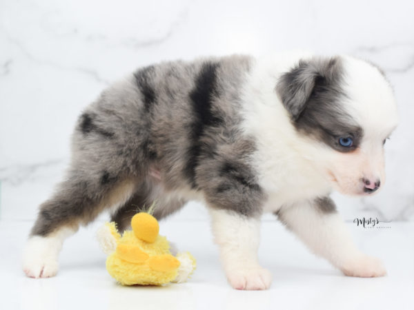 Mini / Toy Australian Shepherd Puppy Windsor