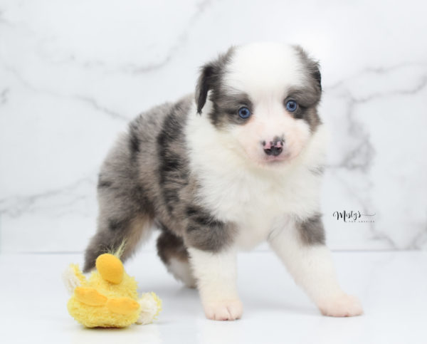 Mini / Toy Australian Shepherd Puppy Windsor