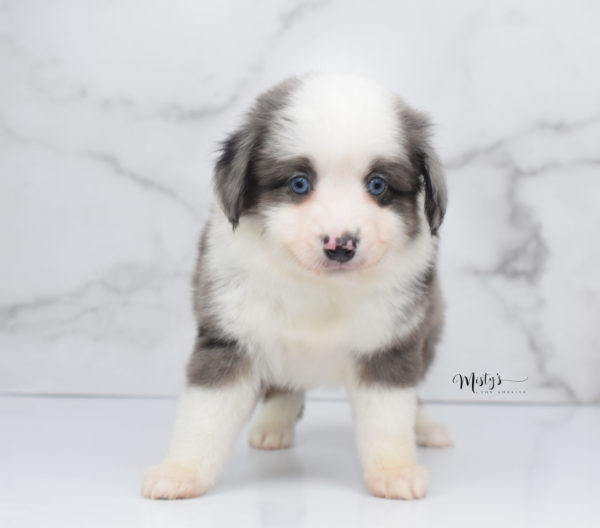 Mini / Toy Australian Shepherd Puppy Windsor