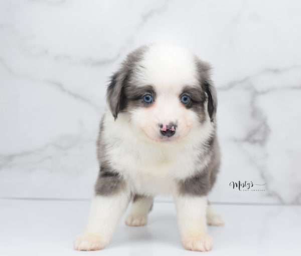 Mini / Toy Australian Shepherd Puppy Windsor