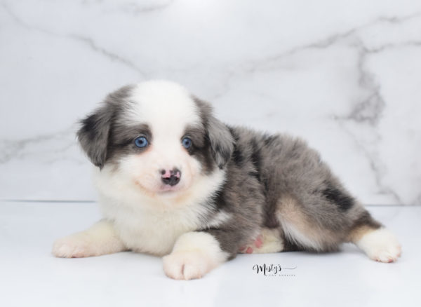 Mini / Toy Australian Shepherd Puppy Windsor