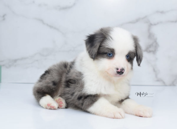 Mini / Toy Australian Shepherd Puppy Windsor