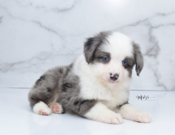 Mini / Toy Australian Shepherd Puppy Windsor