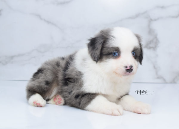 Mini / Toy Australian Shepherd Puppy Windsor