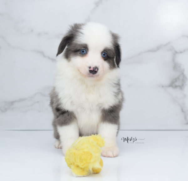 Mini / Toy Australian Shepherd Puppy Windsor