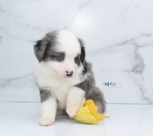 Mini / Toy Australian Shepherd Puppy Windsor