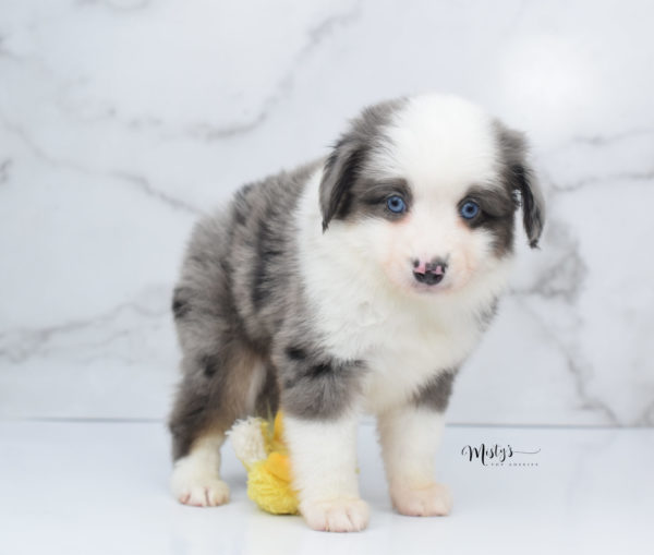 Mini / Toy Australian Shepherd Puppy Windsor