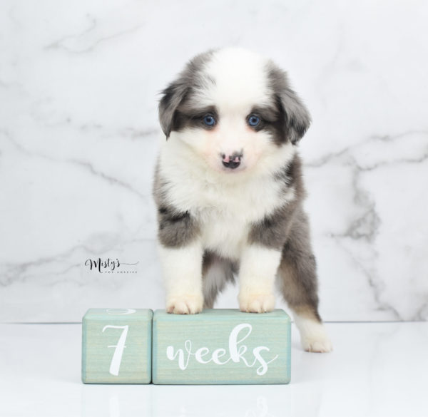 Mini / Toy Australian Shepherd Puppy Windsor