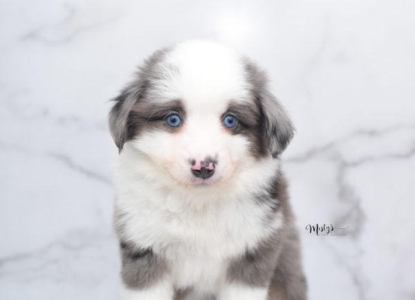 Mini / Toy Australian Shepherd Puppy Windsor