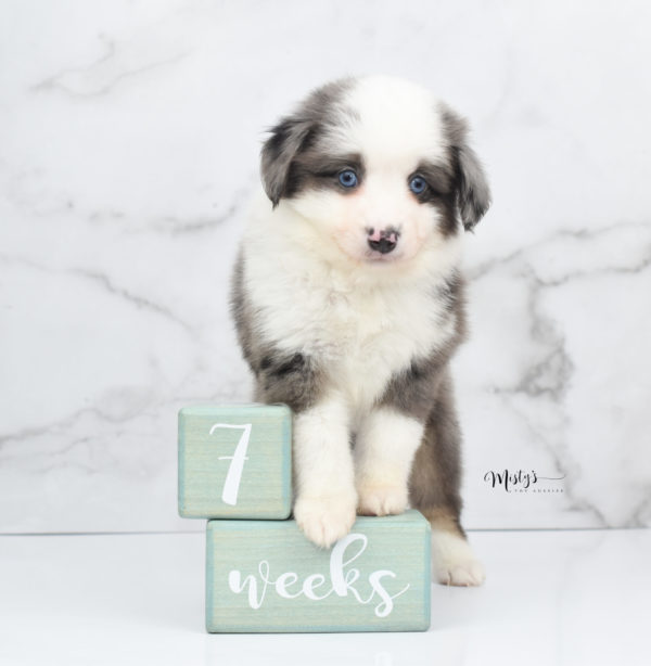 Mini / Toy Australian Shepherd Puppy Windsor