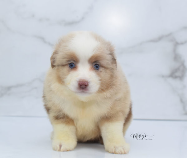 Mini / Toy Australian Shepherd Puppy Cinder