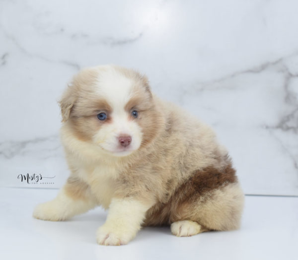 Mini / Toy Australian Shepherd Puppy Cinder