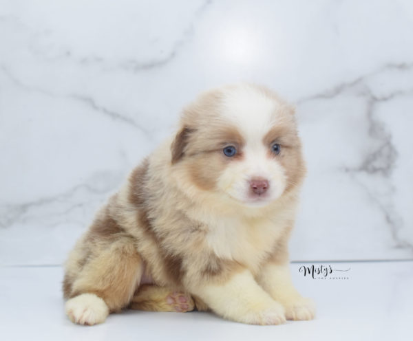 Mini / Toy Australian Shepherd Puppy Cinder