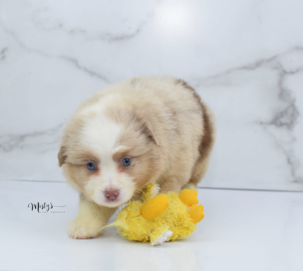 Mini / Toy Australian Shepherd Puppy Cinder