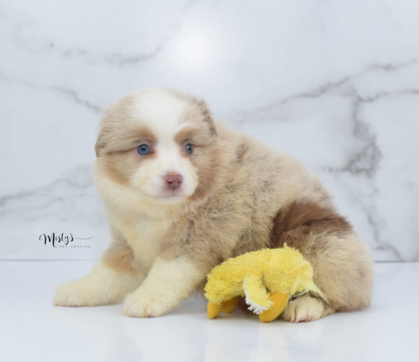 Mini / Toy Australian Shepherd Puppy Cinder