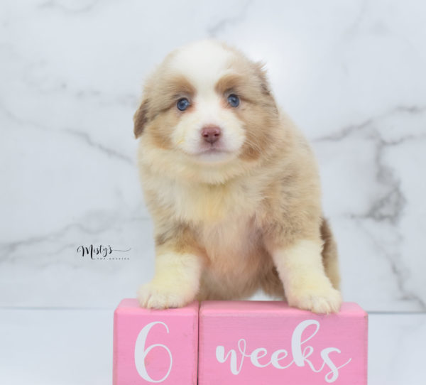 Mini / Toy Australian Shepherd Puppy Cinder