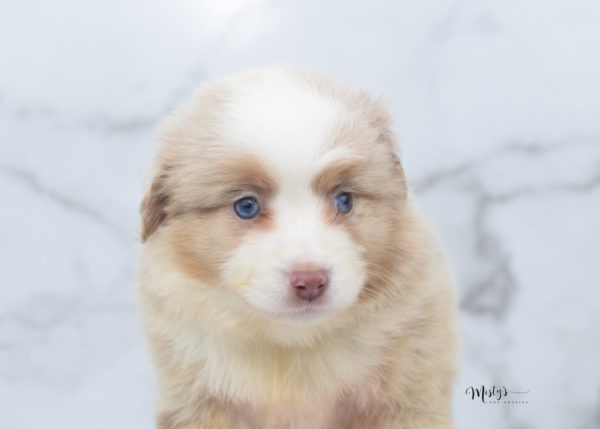 Mini / Toy Australian Shepherd Puppy Cinder