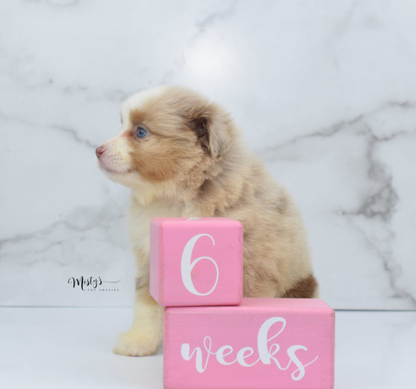 Mini / Toy Australian Shepherd Puppy Cinder