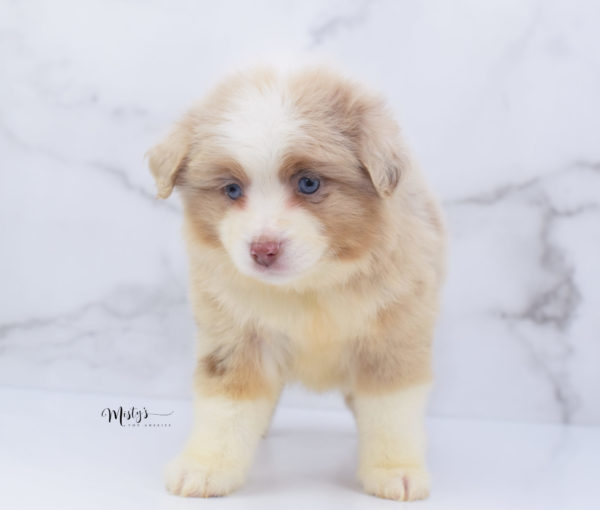 Mini / Toy Australian Shepherd Puppy Cinder