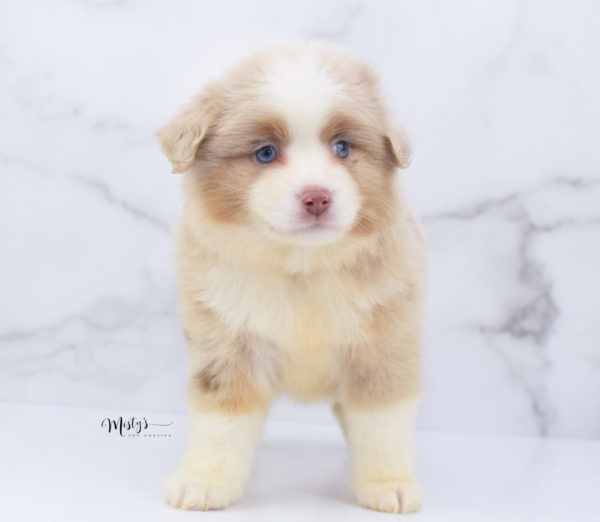 Mini / Toy Australian Shepherd Puppy Cinder