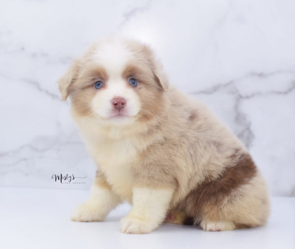 Mini / Toy Australian Shepherd Puppy Cinder