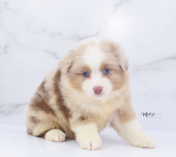 Mini / Toy Australian Shepherd Puppy Cinder