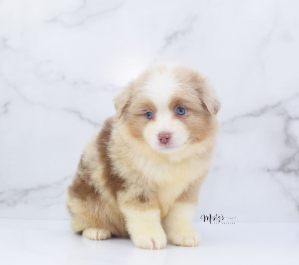 Mini / Toy Australian Shepherd Puppy Cinder