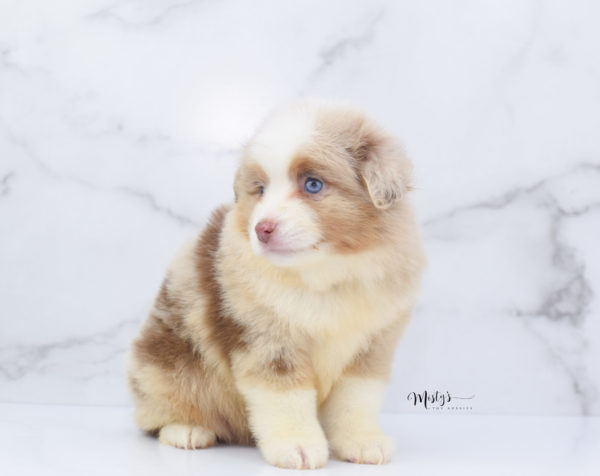 Mini / Toy Australian Shepherd Puppy Cinder