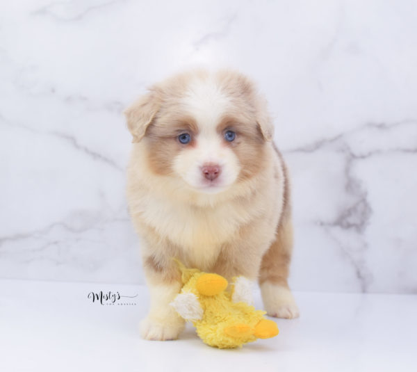 Mini / Toy Australian Shepherd Puppy Cinder