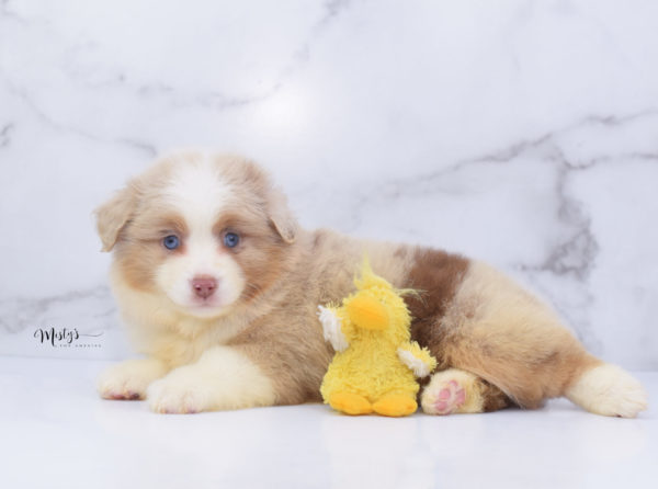Mini / Toy Australian Shepherd Puppy Cinder