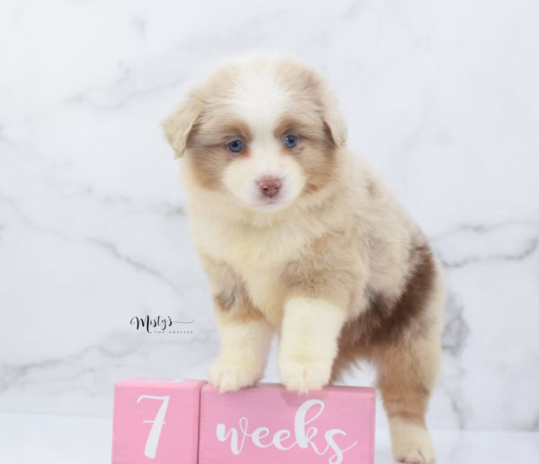 Mini / Toy Australian Shepherd Puppy Cinder