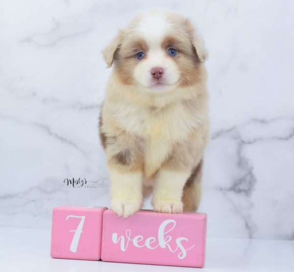 Mini / Toy Australian Shepherd Puppy Cinder