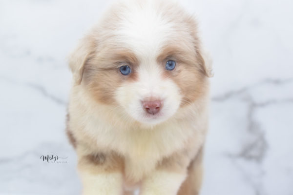 Mini / Toy Australian Shepherd Puppy Cinder