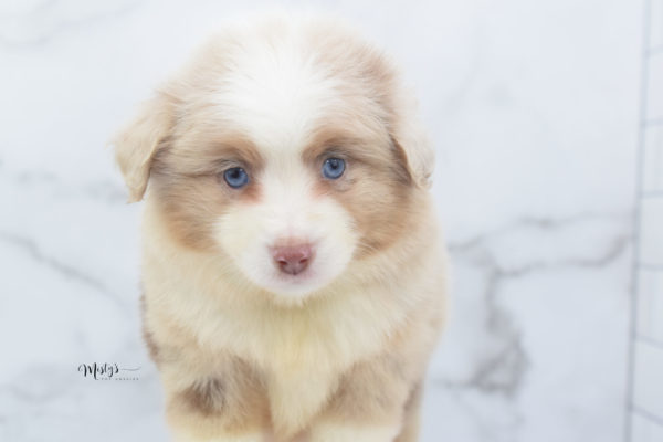 Mini / Toy Australian Shepherd Puppy Cinder