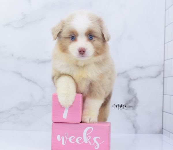 Mini / Toy Australian Shepherd Puppy Cinder