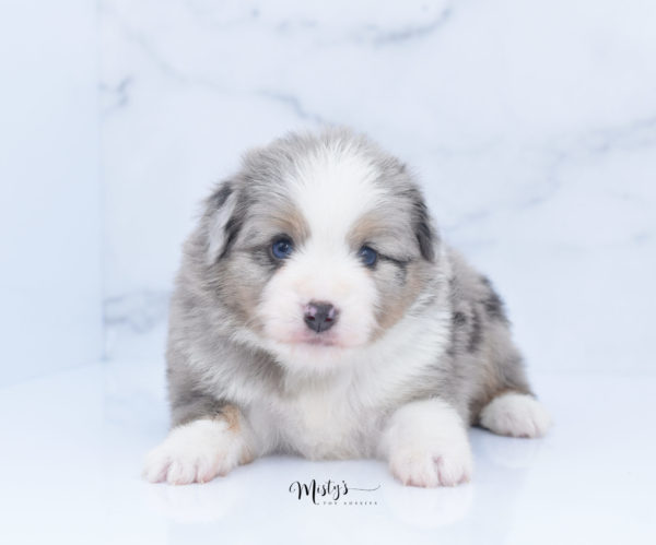 Mini / Toy Australian Shepherd Puppy Fletch