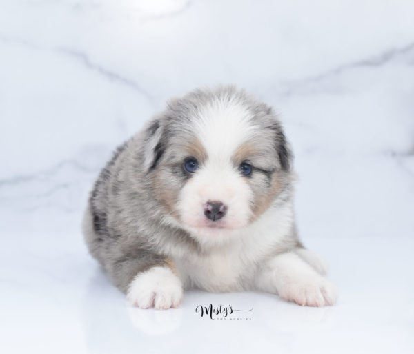 Mini / Toy Australian Shepherd Puppy Fletch