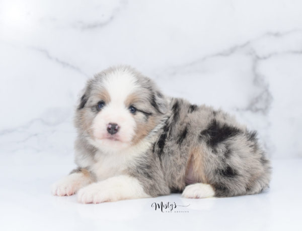 Mini / Toy Australian Shepherd Puppy Fletch