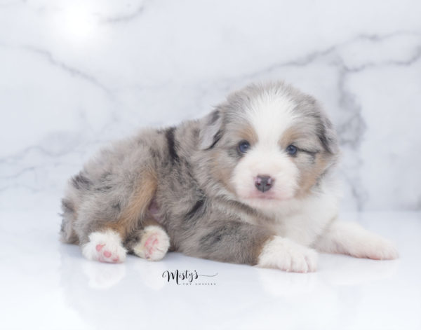 Mini / Toy Australian Shepherd Puppy Fletch