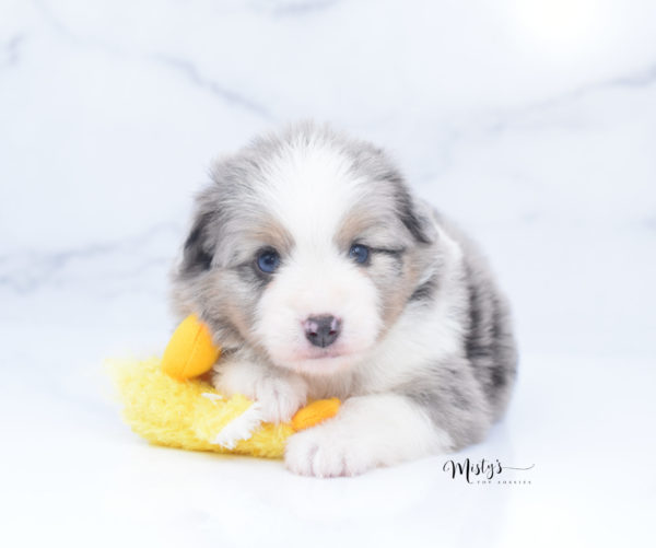 Mini / Toy Australian Shepherd Puppy Fletch