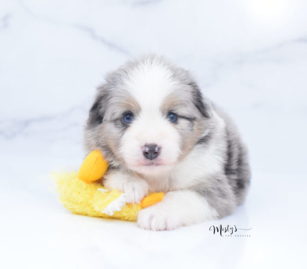 Mini / Toy Australian Shepherd Puppy Fletch