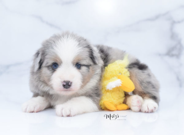 Mini / Toy Australian Shepherd Puppy Fletch