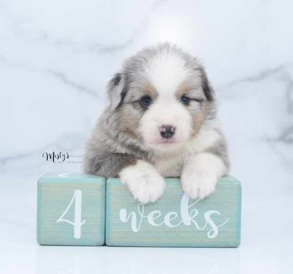 Mini / Toy Australian Shepherd Puppy Fletch