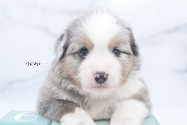 Mini / Toy Australian Shepherd Puppy Fletch